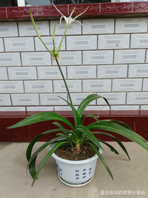 君子兰不开花是怎么回事呢