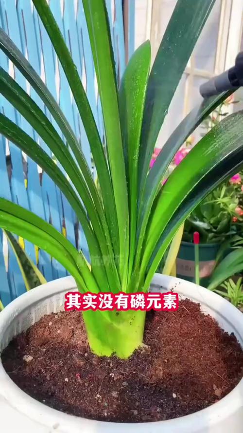 君子兰不开花的原因