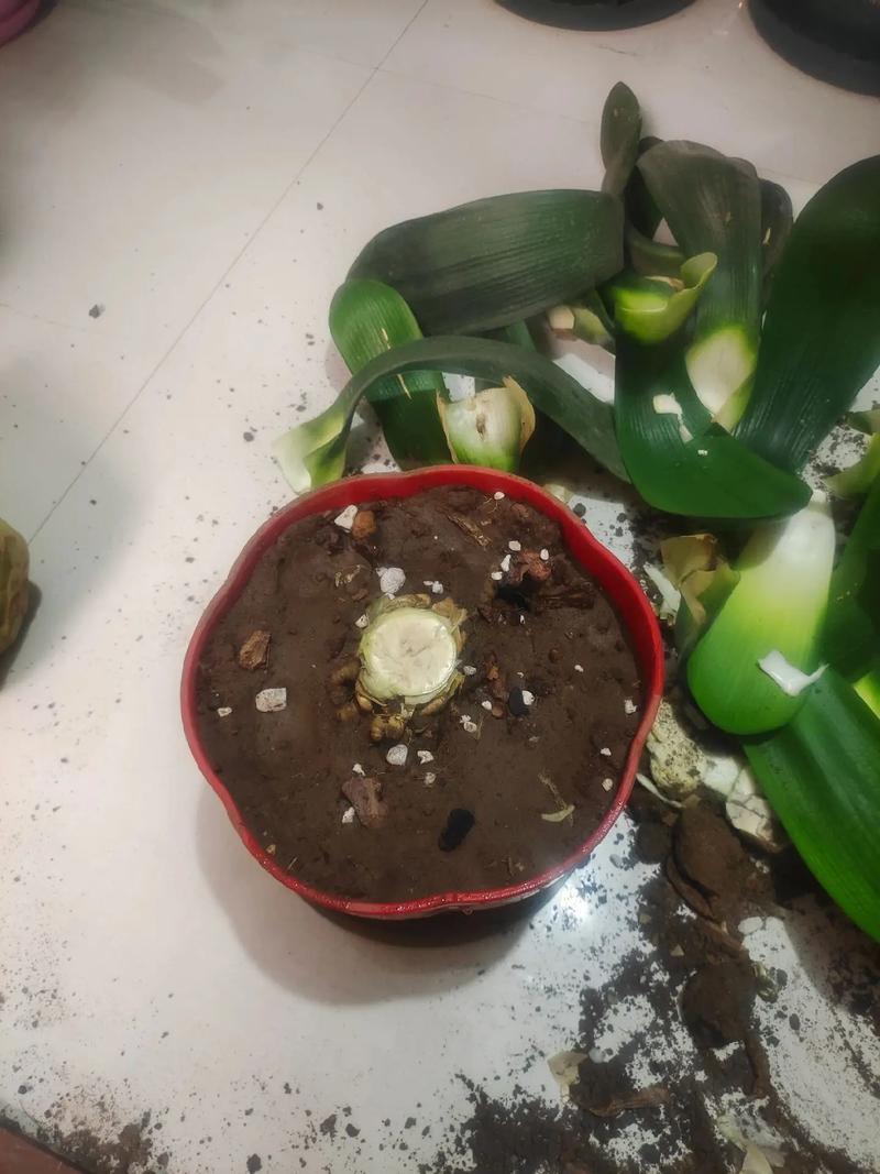 君子兰不开花是什么原因,需要怎么处理