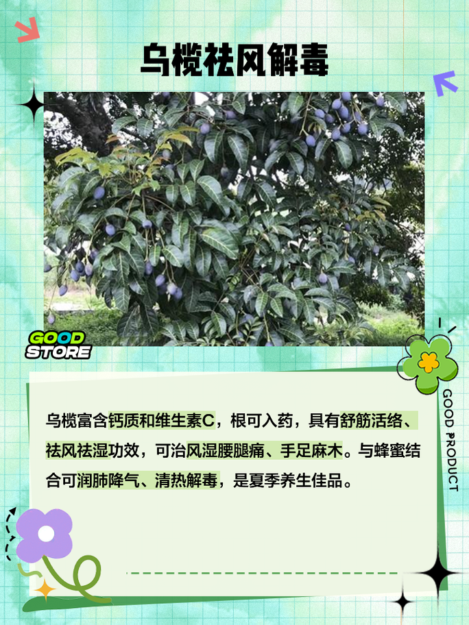 吃乌榄有什么好处?带你了解乌榄的功效和作用!