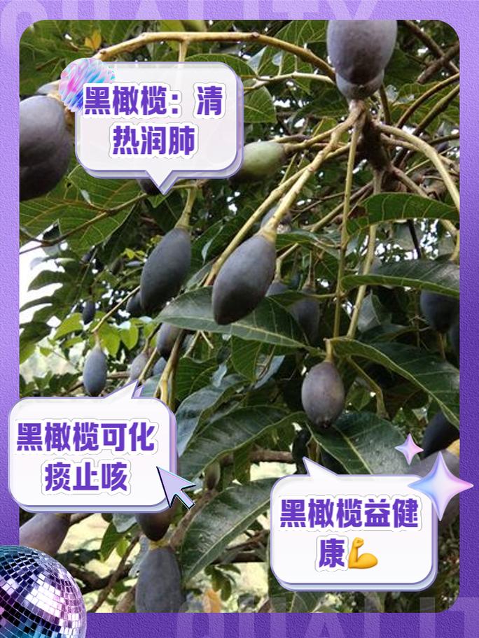 黑橄榄的功效与作用有哪些