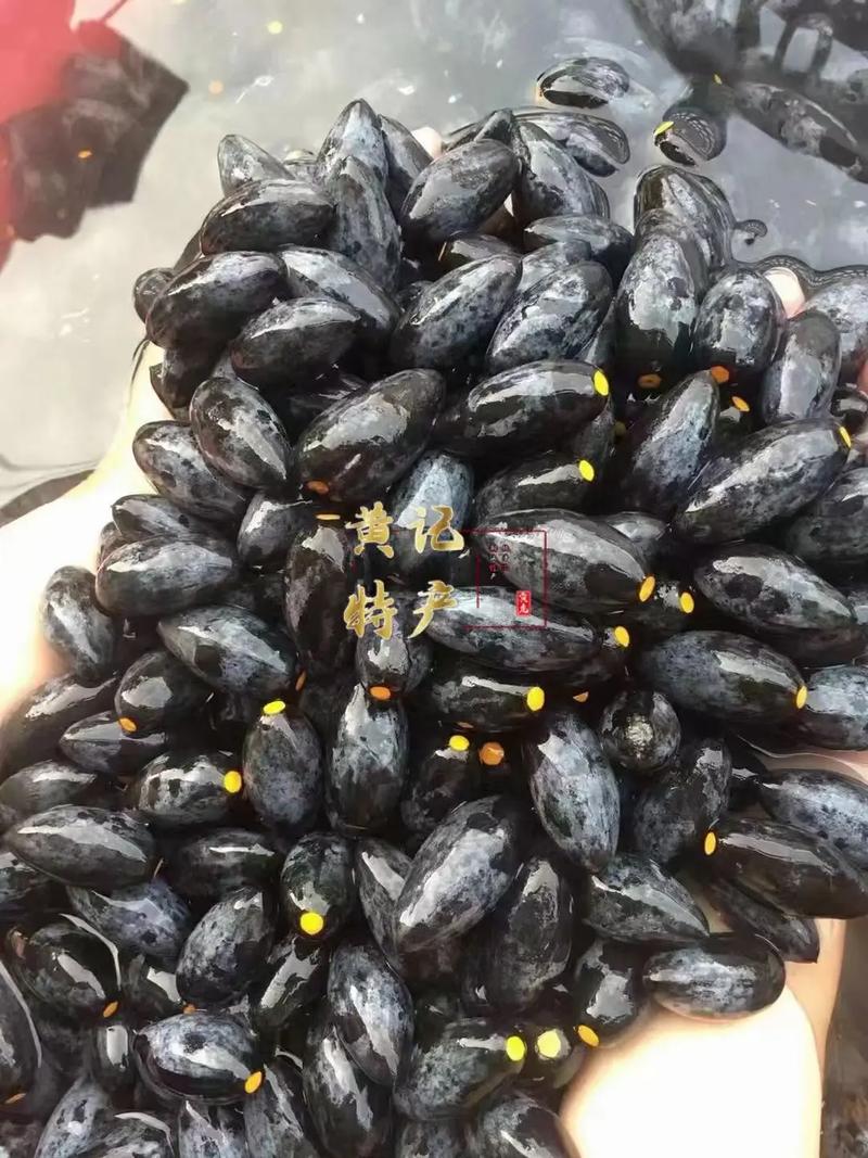 乌榄的简介