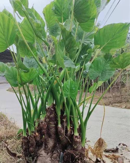 滴水观音夏季如何养才能长得壮?