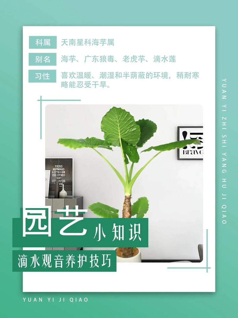 滴水观音怎么养长得快