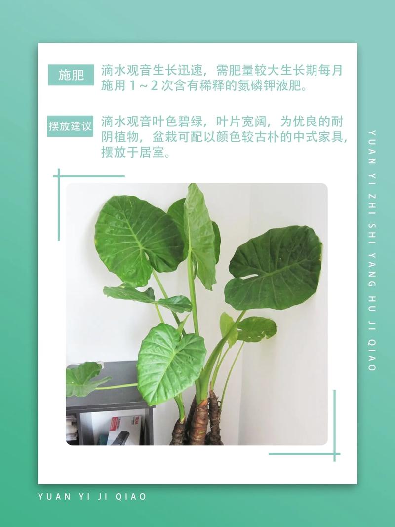 滴水观音怎么养长得好