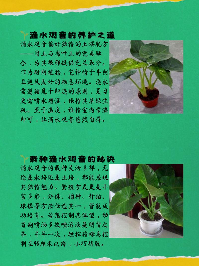 滴水观音怎么养长得粗壮