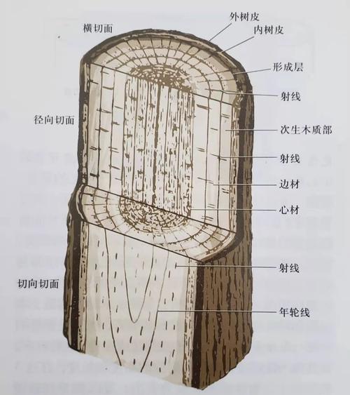 树的组成部分