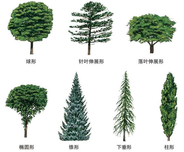 树的整体形态包括什么