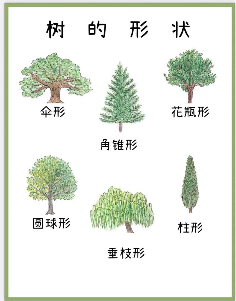 树的整体形态一般由什么构成