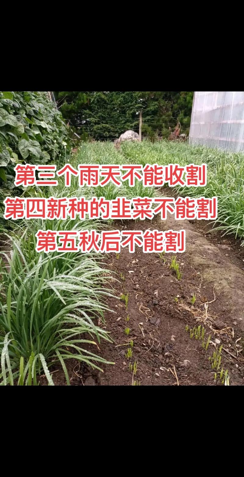 韭菜过冬啥时间不再割