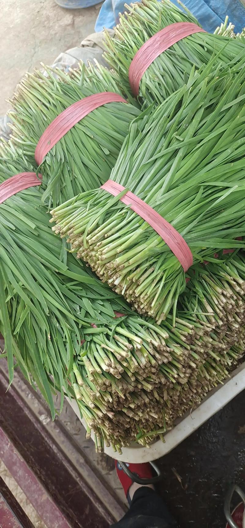 韭菜过冬啥时间不再割,北方割到几月份