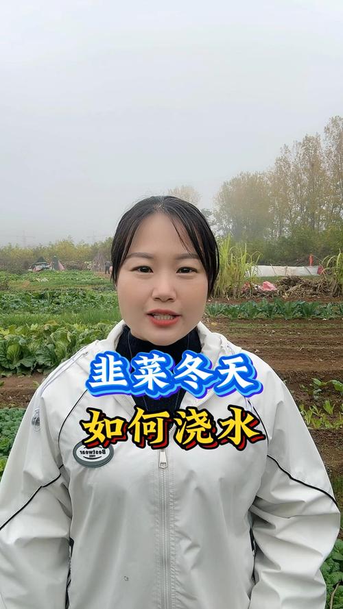 当冬天到来的时候,韭菜该如何安全的越冬?