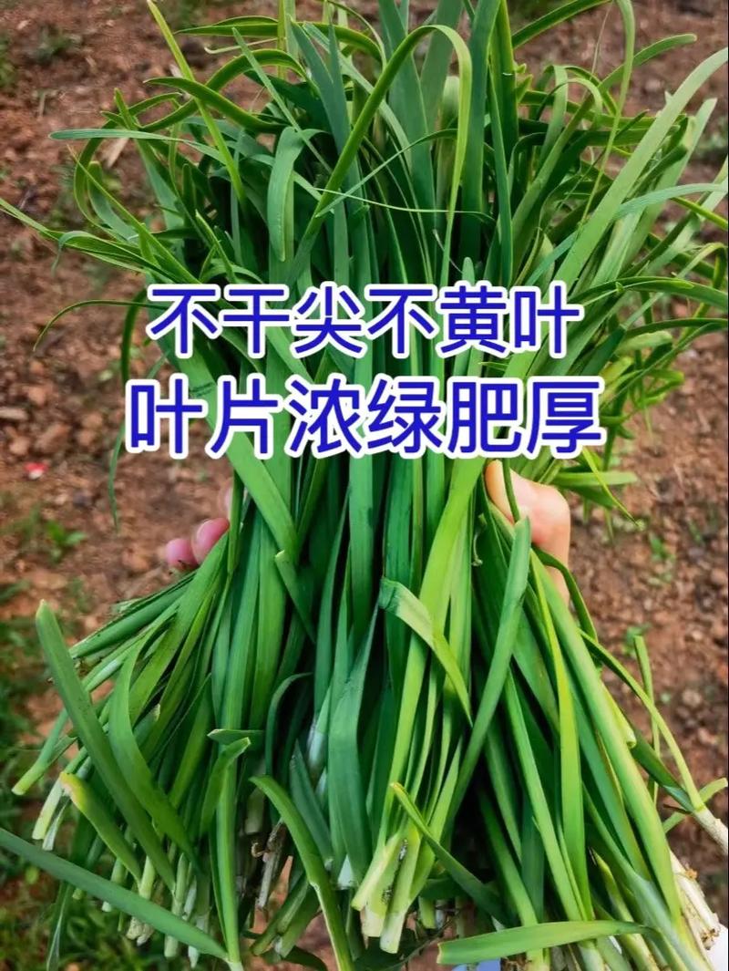 自家种的韭菜怎样过冬