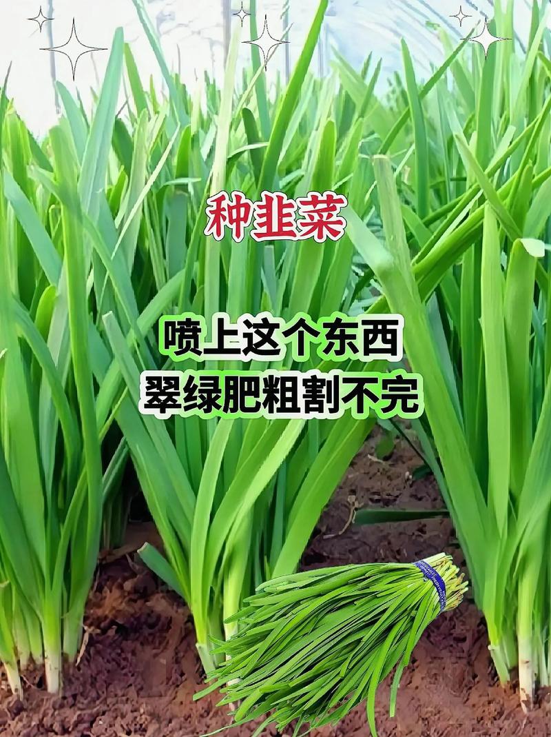 小韭菜毛子冬天冻死了开春还用割下来吗不割能不能出韭菜啊