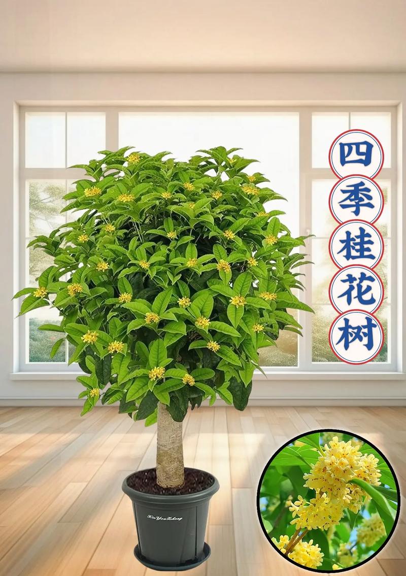 四季桂的养殖方法和注意事项，金桂花树的养殖方法和注意事项