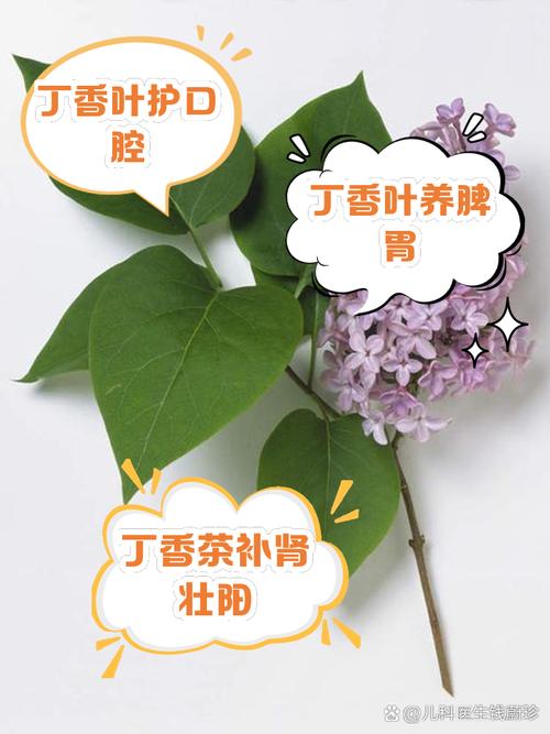 丁香花叶子发蔫是什么原因呢?怎么解决呢?