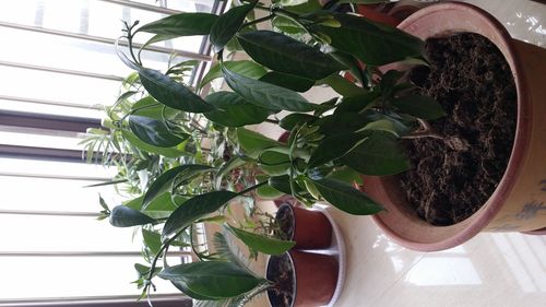 丁香花叶子蔫了怎么办