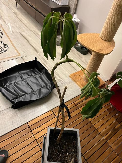 丁香叶子蔫了怎么办