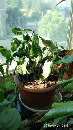 丁香花叶子老蔫是咋回事