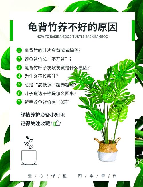 龟背竹叶子焦黄的原因是什么