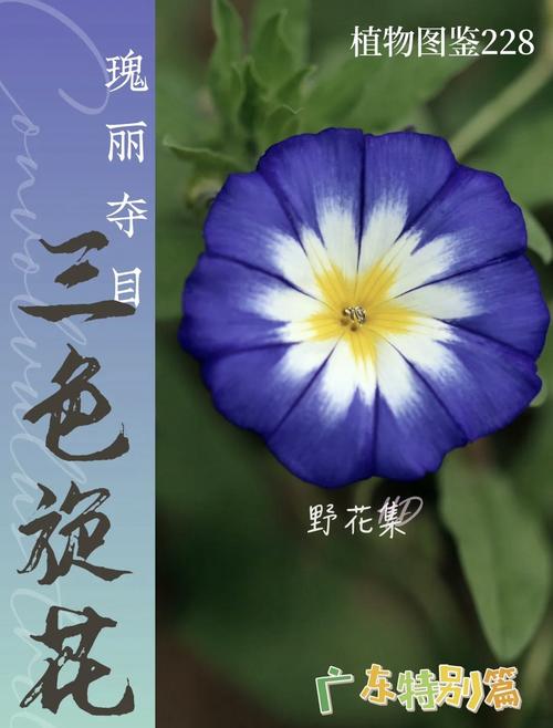三色旋花怎么养?这样养三色旋花的花朵更灿烂!