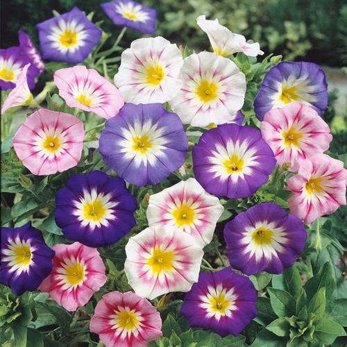 三色旋花怎么种