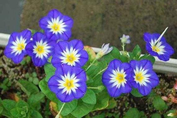 三色旋花观赏价值高吗?
