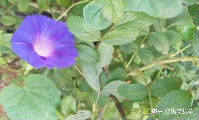 三色旋的养殖方法和注意事项