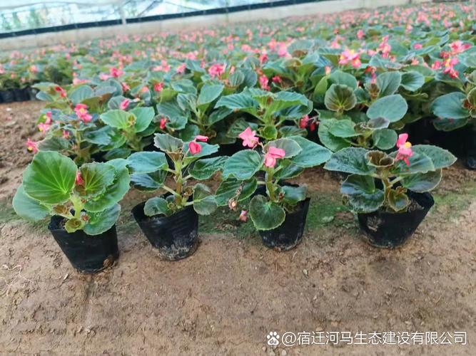 四季海棠花长出叶子就干枯怎么办