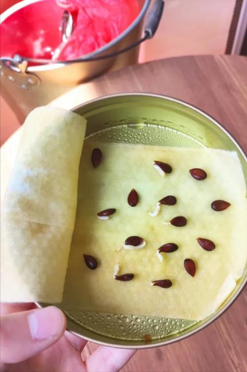 吃剩的果核往盆里一丢