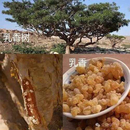 果核是治病的良药,中医偏方有用吗?