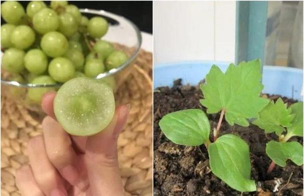 水果籽丢盆里,呼呼冒绿芽,1年结果100个!