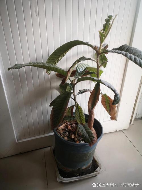 盆栽花卉叶片变黄的原因