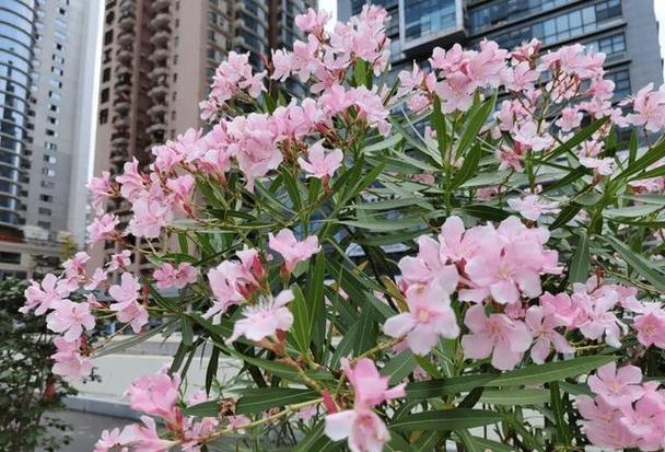 夹竹桃黄叶的原因是什么