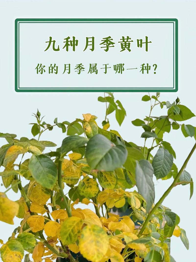 花的叶子发黄叶尖枯萎是什么原因
