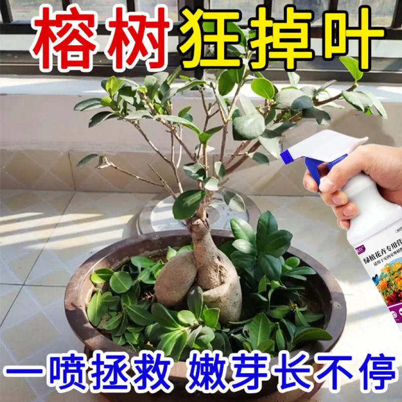 盆栽榕树掉叶子怎么救，榕树盆景大量掉叶子及处理方法