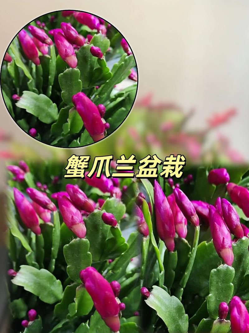 蟹爪兰的养殖方法和注意事项