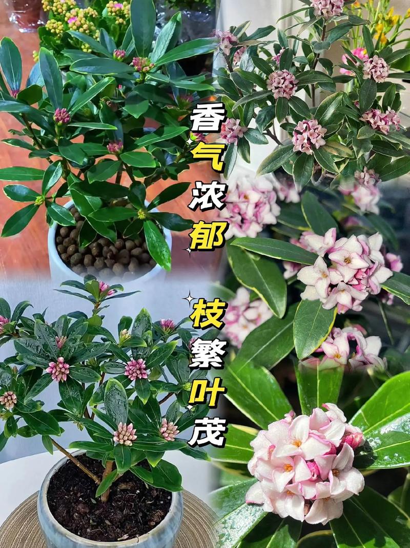 不同的颜色瑞香花花语