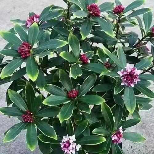 瑞香一年开几次花,花期多长时间