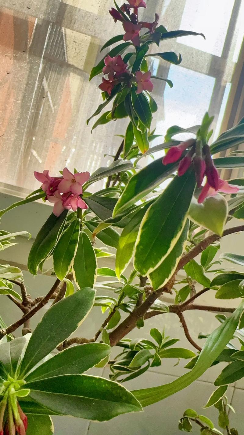 瑞香一年能开几次花