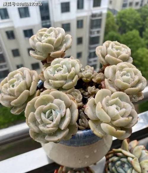 白莲花多肉烂根了怎么办啊!