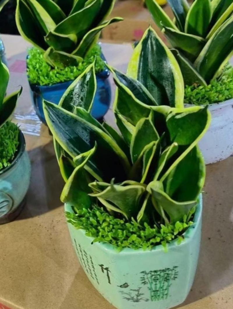 什么原导致荷花兰烂根?