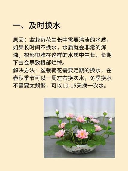 莲花烂根怎么办