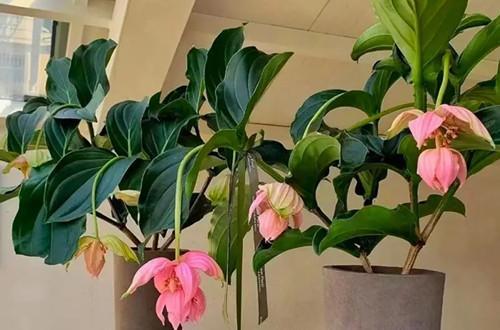 宝莲花烂根了怎么办