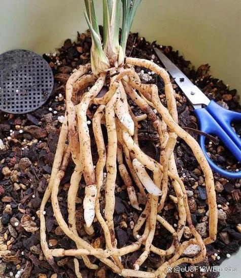 养殖荷花烂根的原因是什么