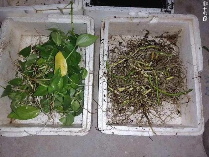 冬天修剪分“轻重”,有的花剪狠了,小心再也不开花!