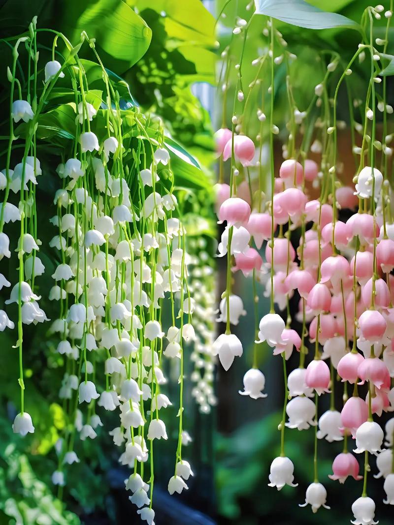 室内适合春天种的花
