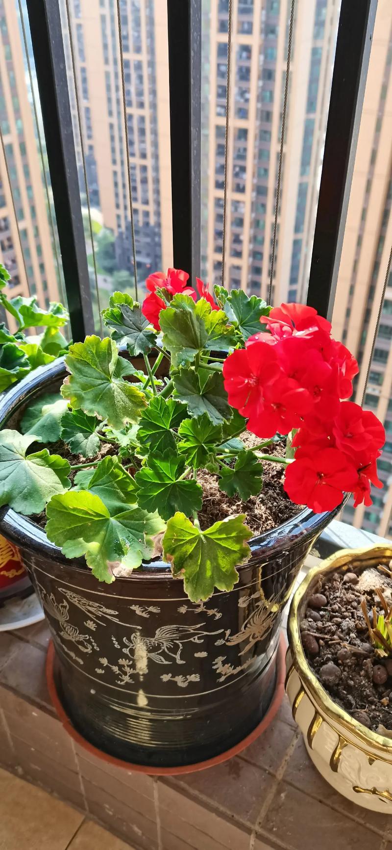 天竺葵花开败了怎么办