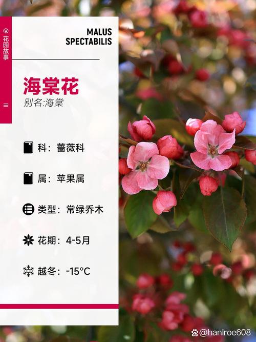 臭海棠花怎么养?