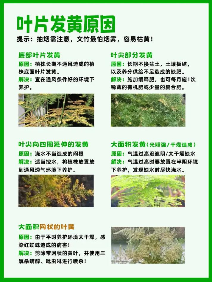 文竹怎么养才能更绿